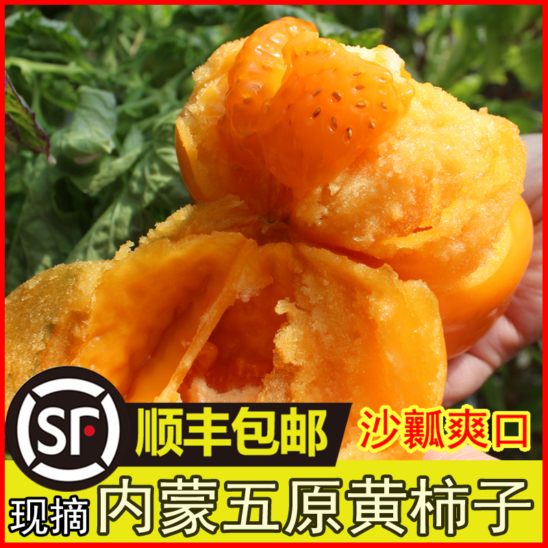 (放金黄在吃）内蒙古五原黄色西红柿番茄生吃新鲜采摘顺丰包邮