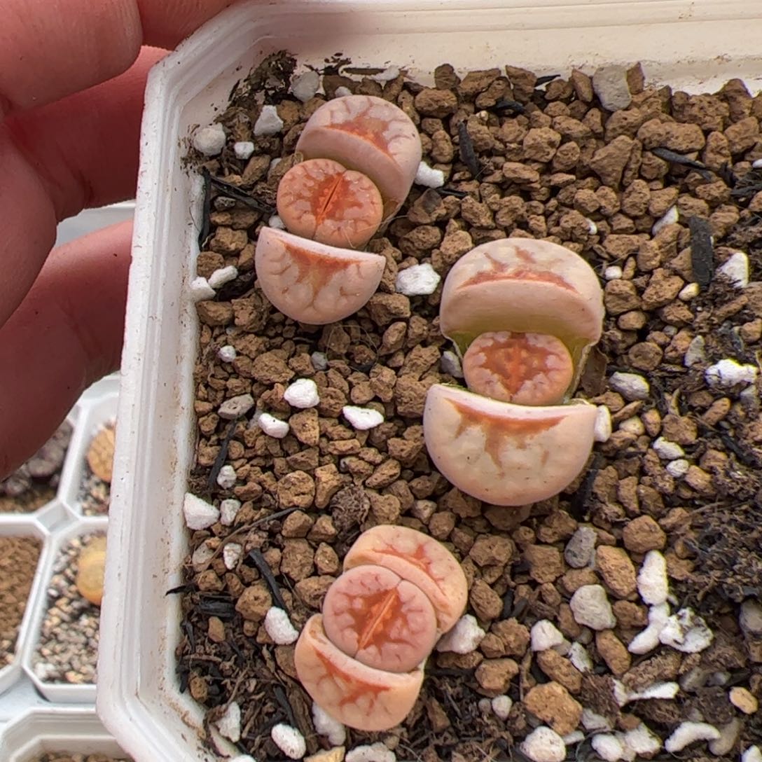 0347号热唇3颗 多肉植物