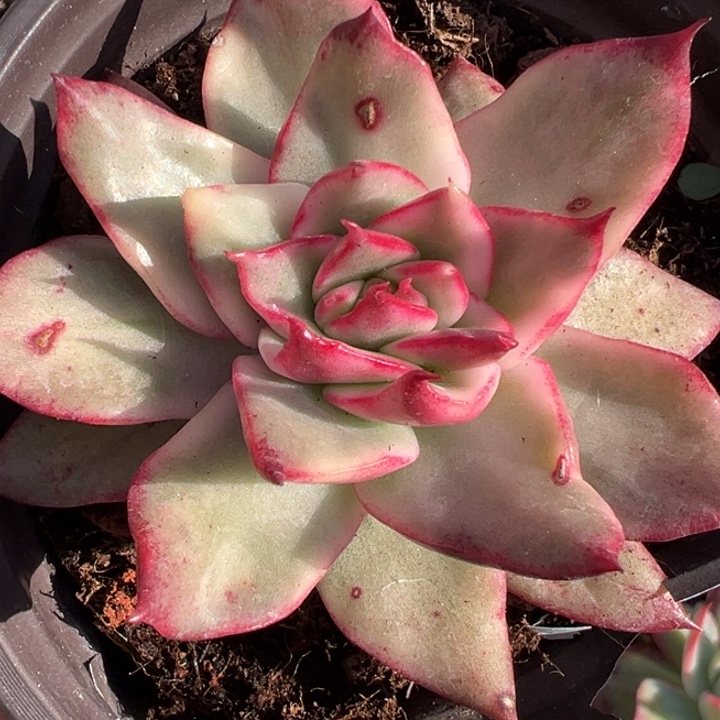 吉赛尔锦老桩多肉植物1852