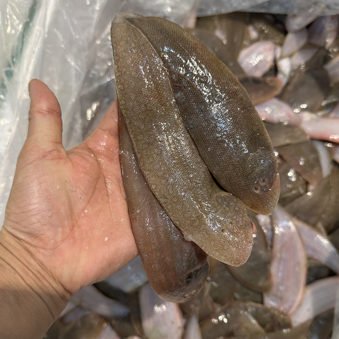 阳江网捕新鲜龙利鱼 小花皮杂龙舌鱼 顺丰