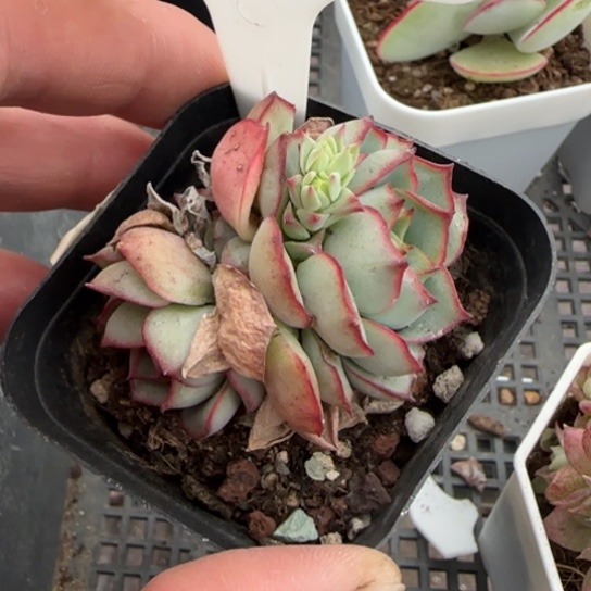 123闻莺一物一拍多肉