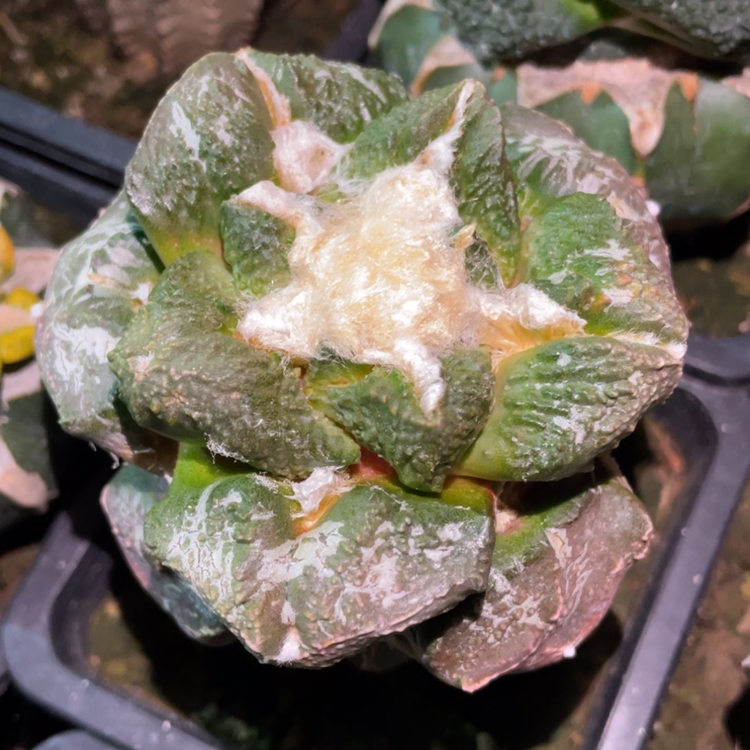 大型丸犹连山牡丹 仙人球开花