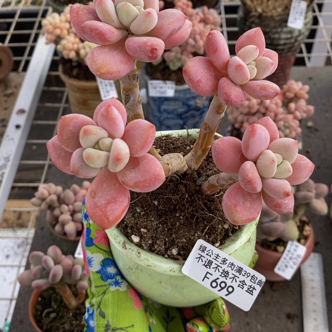 樱花洛神699/10c m