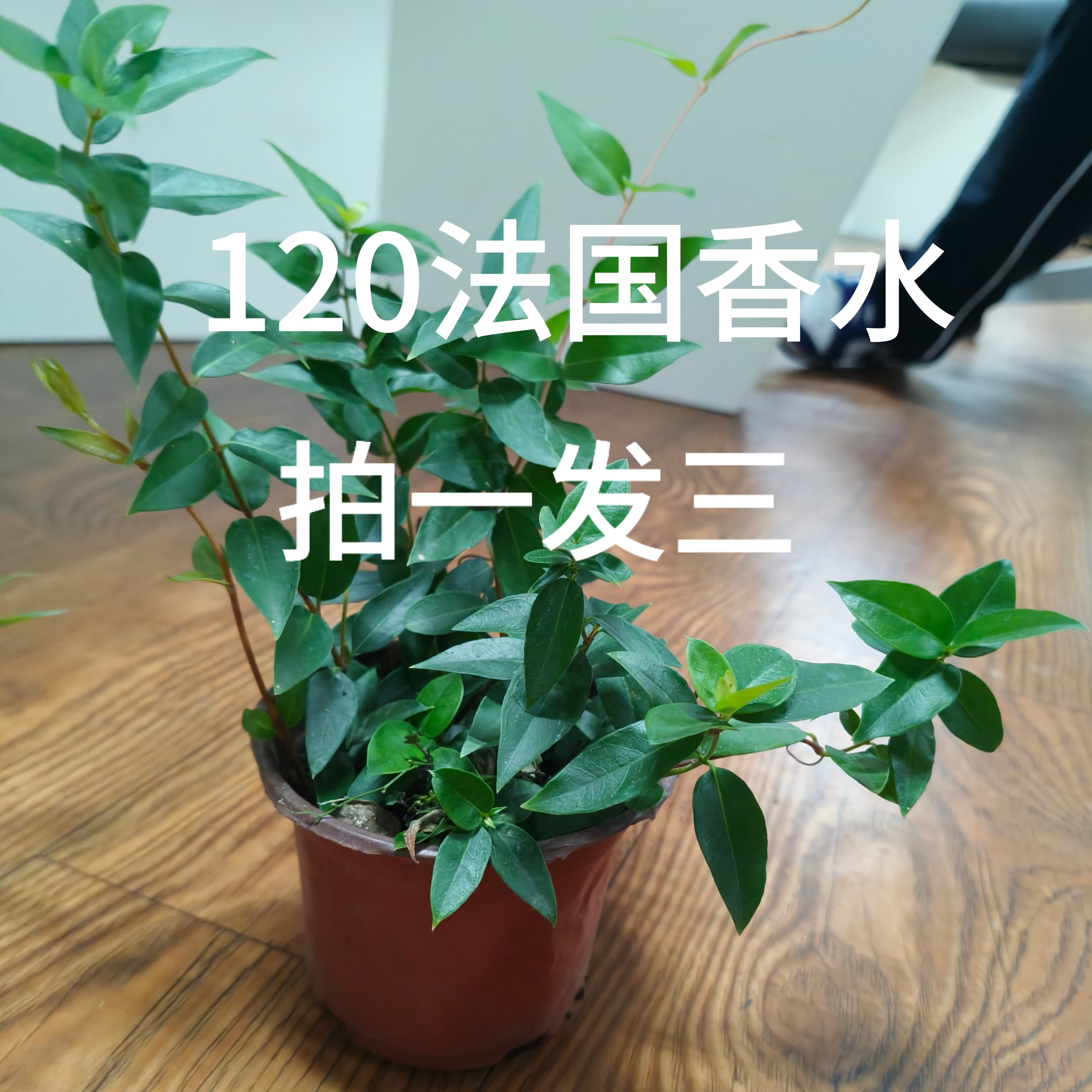 120法国香水盆栽室外室外爬藤花卉好养可diy形状花卉植物