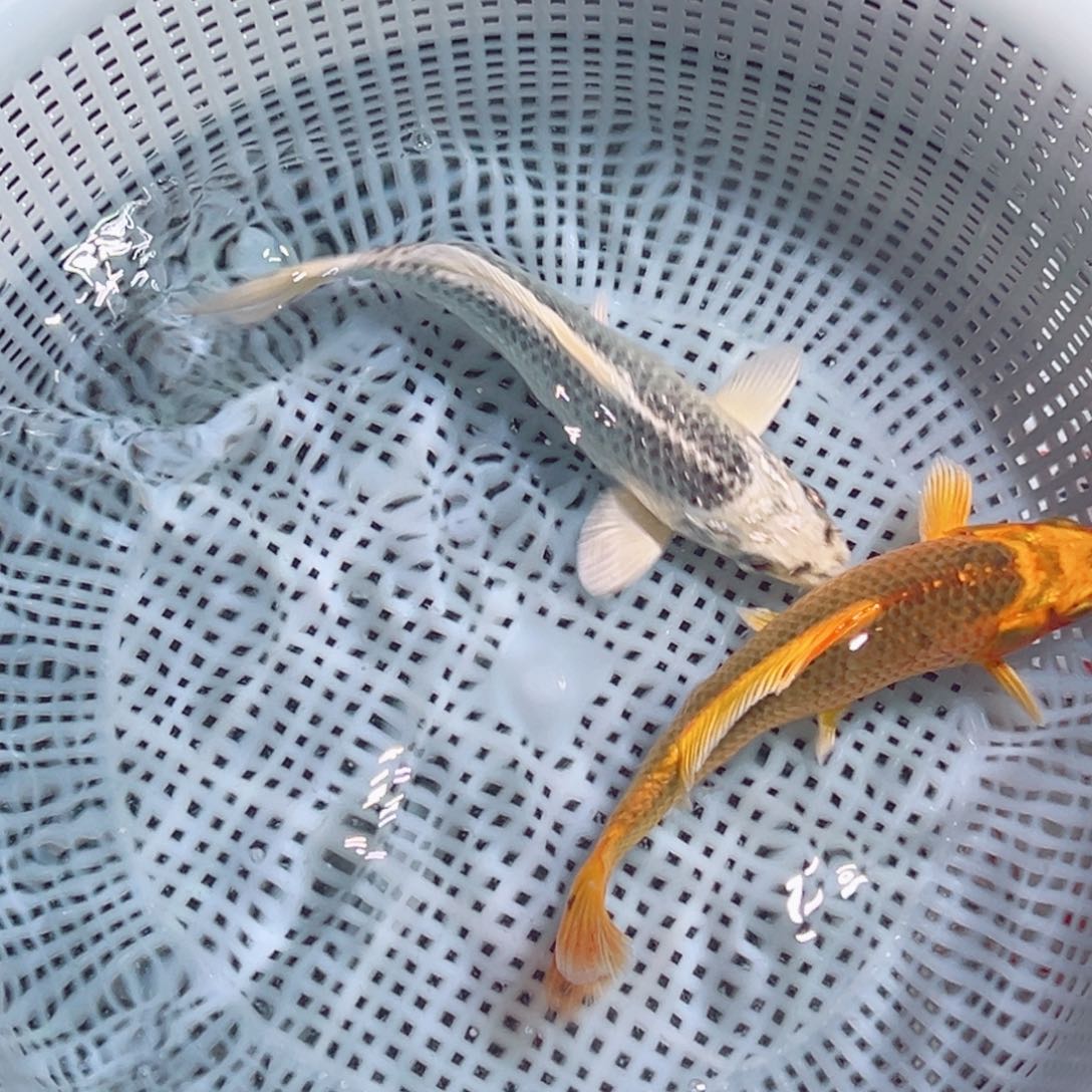 锦鲤锦鲤观赏鱼1111