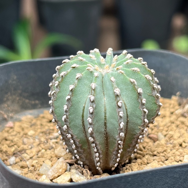 薄叶花珑笼实生球2.8cm随机