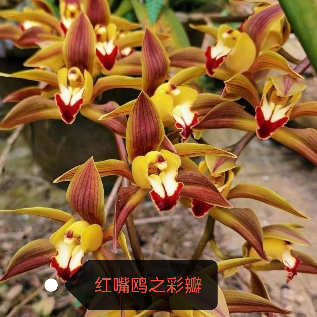 云南原种虎头兰浓香型兰花易养一物一拍