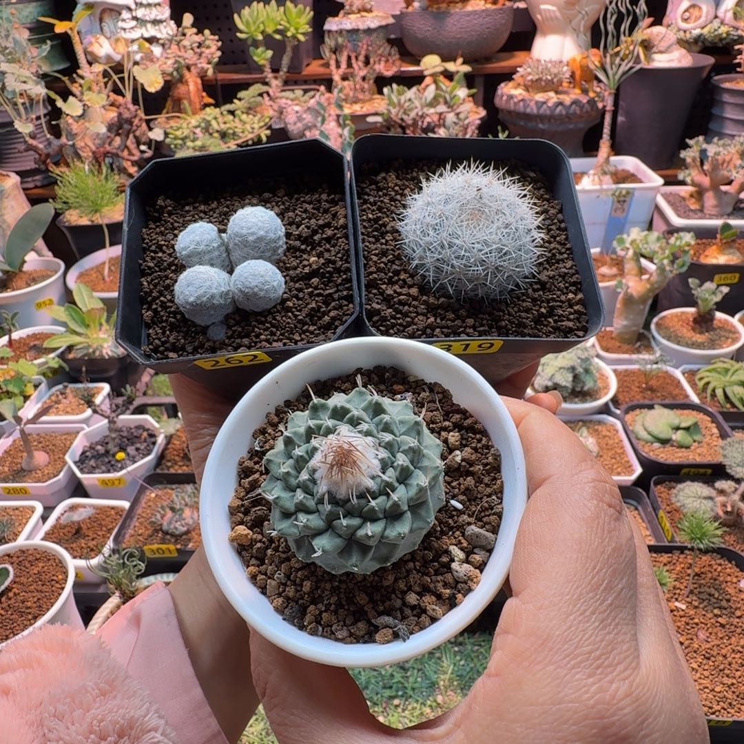 阿****大型春星+雪白+菊水