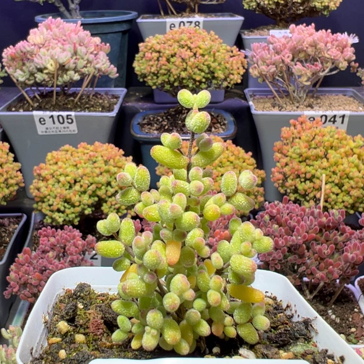 【闪购商品】e112小精控糖球白糊斑锦