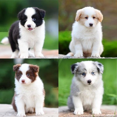 【粉丝专享】可爱边牧宠物狗狗【菲/炸】