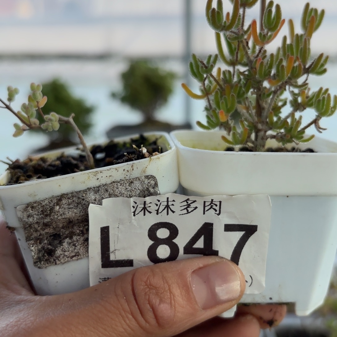想****847冰川枝干番杏福利
