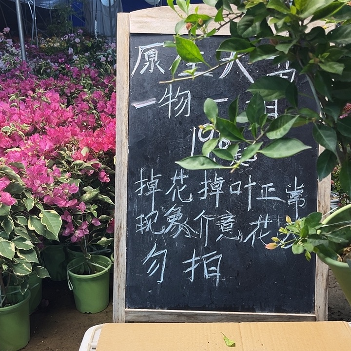 完全开放三角梅婆罗洲