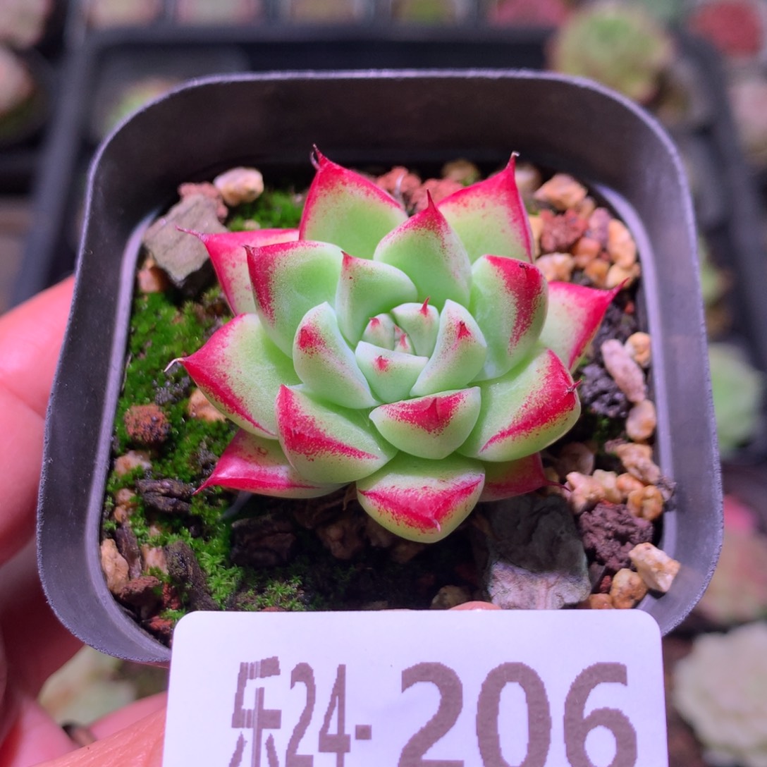 乐然24-206 梦幻女王 