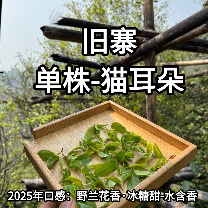 月叶花鸿25年(单株) 春茶 旧寨猫耳朵 普洱茶生茶散茶