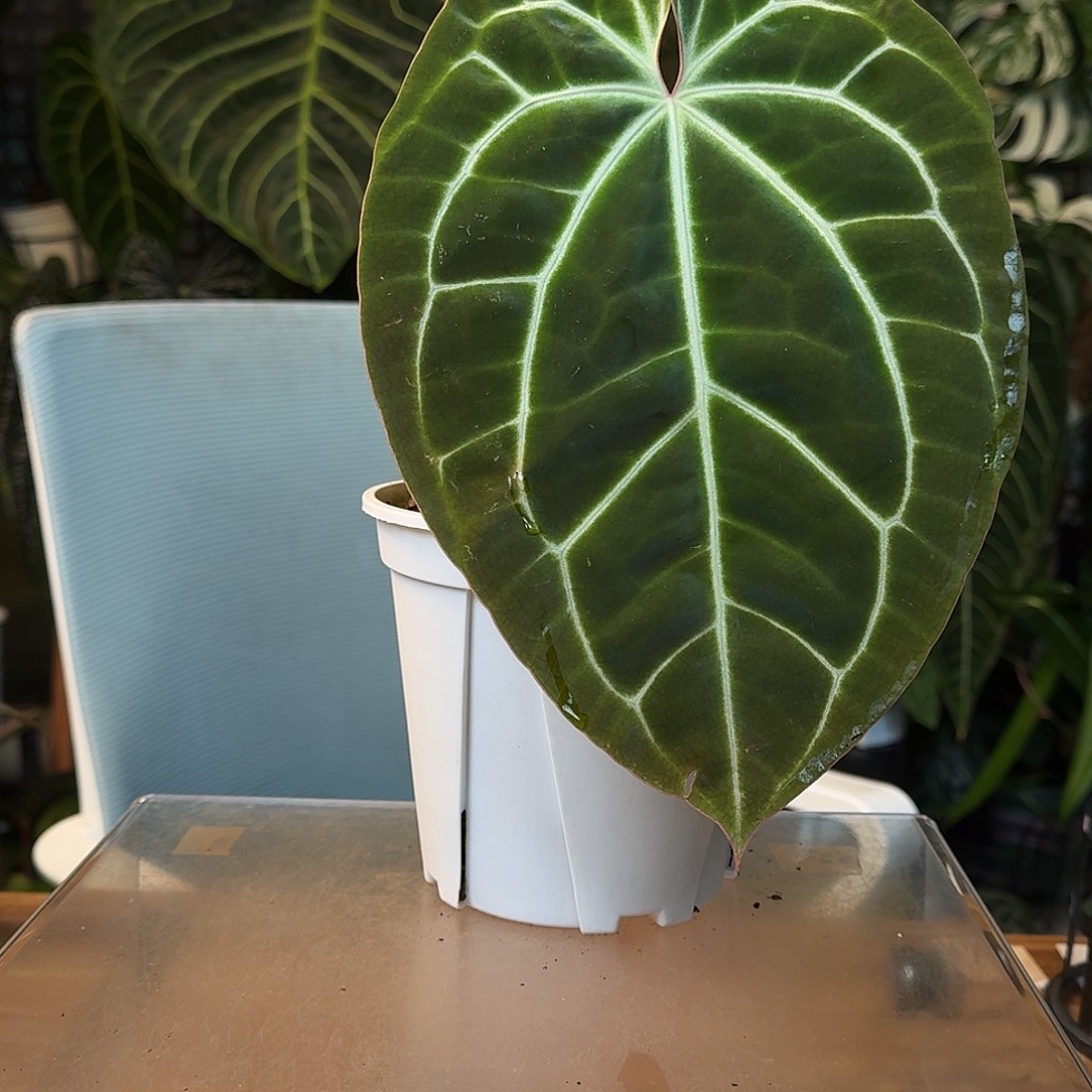 完全开放J74黑贝斯杂