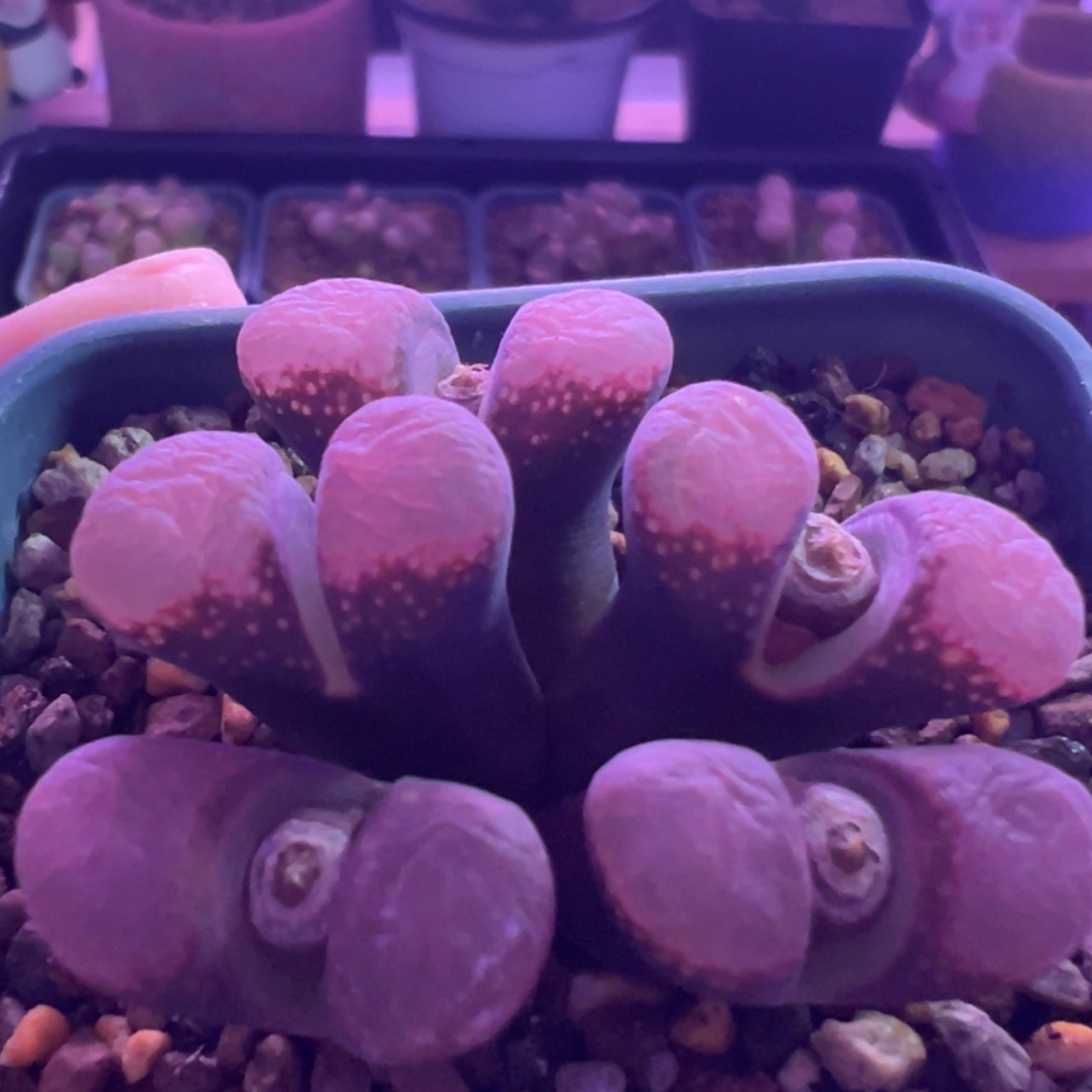 【闪购商品】福利款