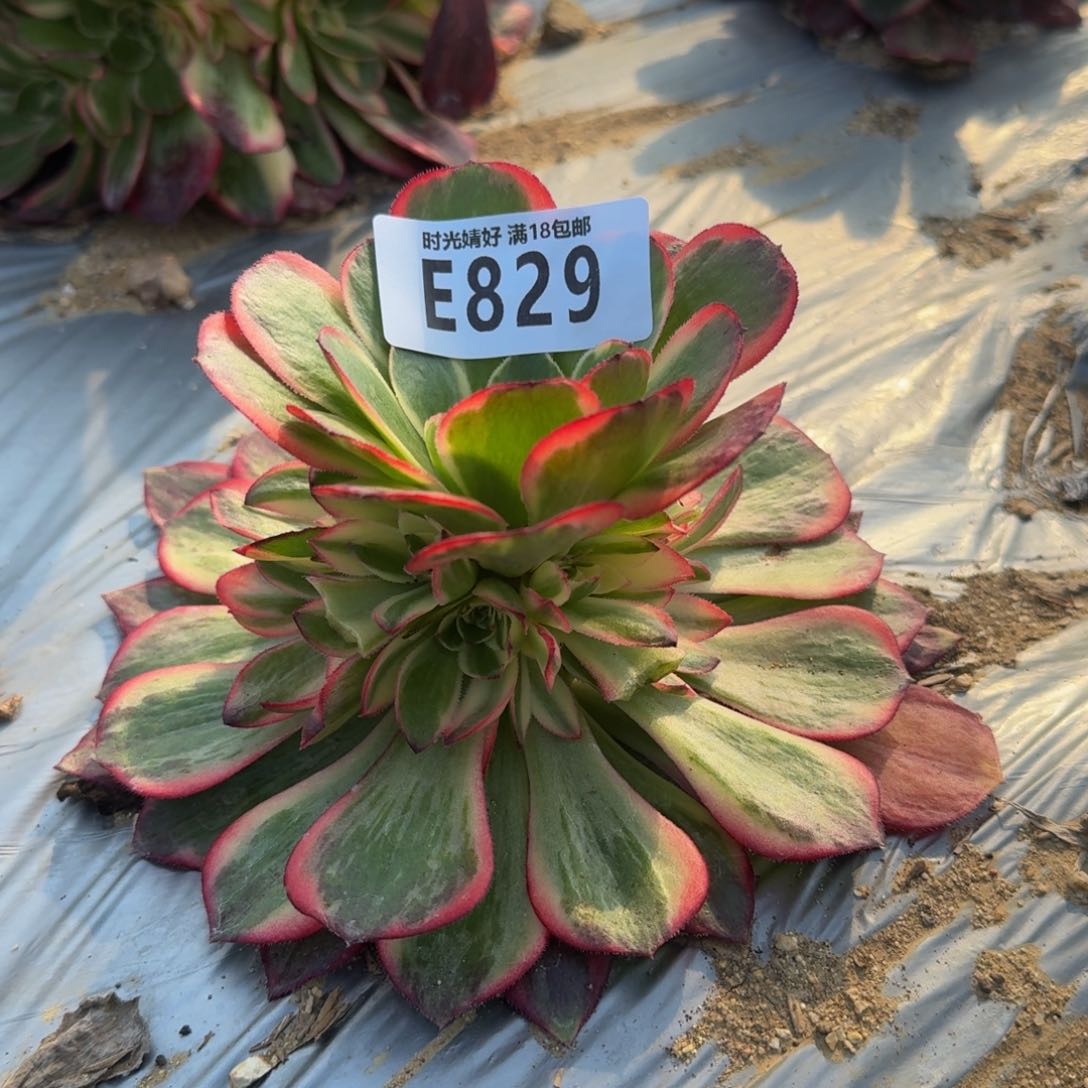 829黑魔锦多肉植物