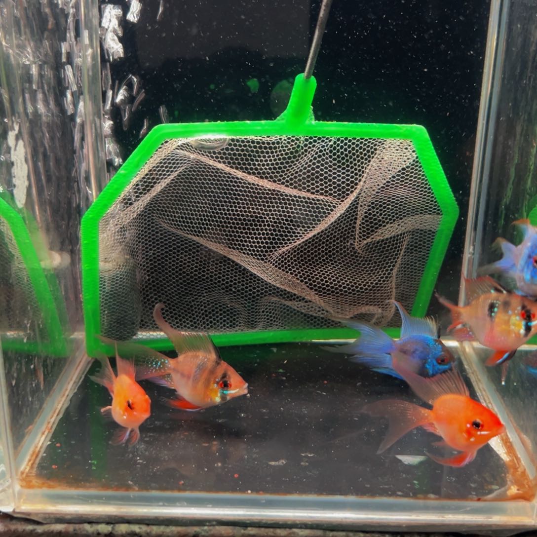 短鲷鱼金蓝凤各一对