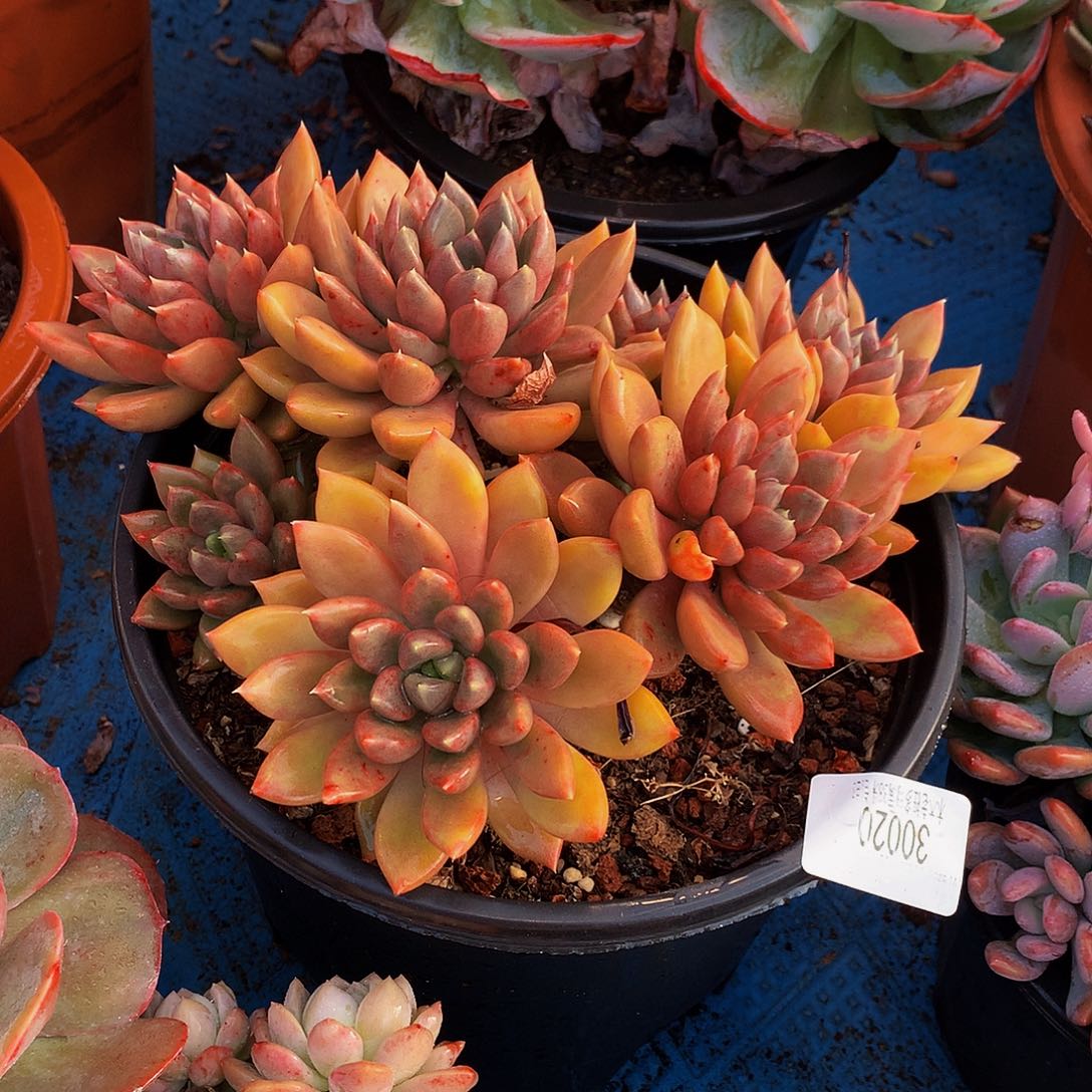 ৡ***࿐    红象牙多肉30020