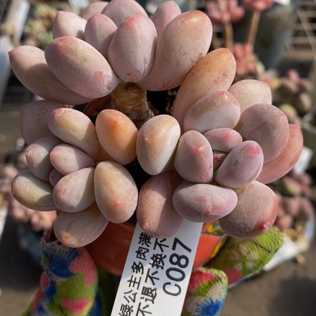 香水奶087/7cm多肉