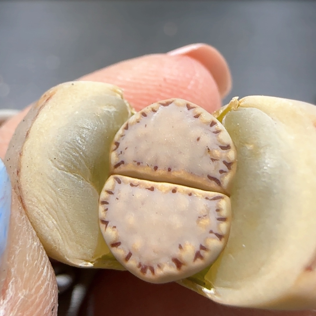 3。18。 7042。.6。 饼干。 