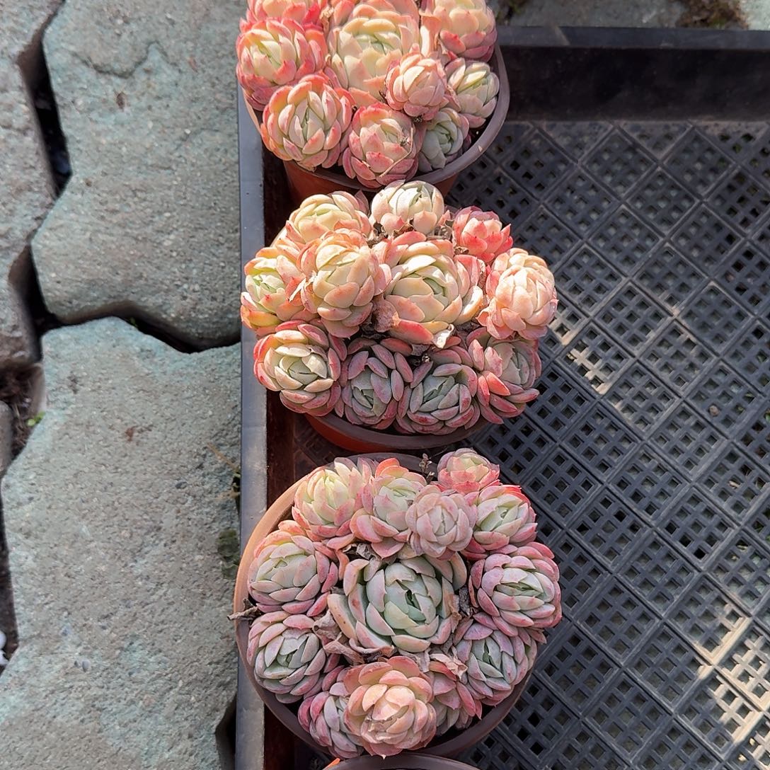 胭脂贝瑞多肉植物