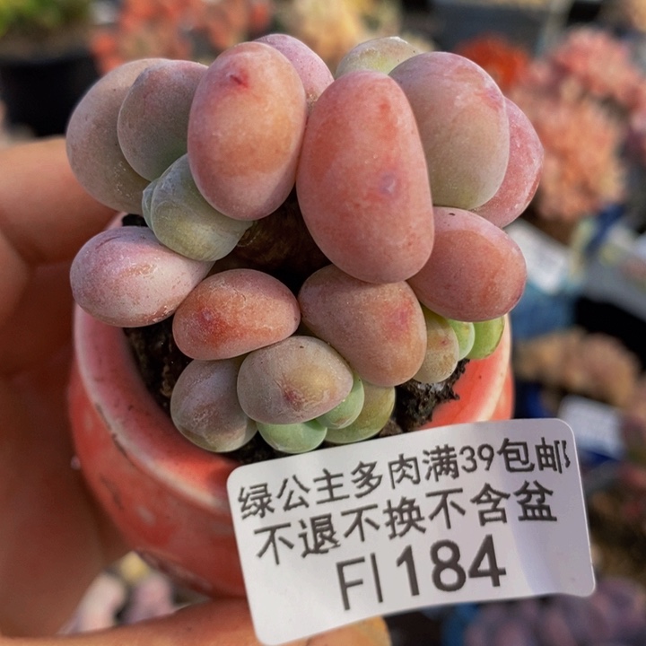 小团子5cm184多肉植物