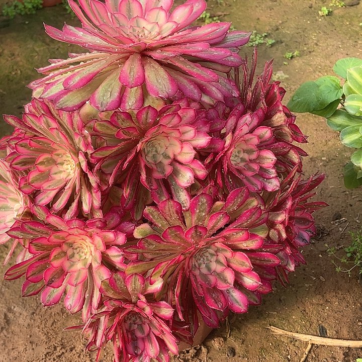 多头法师多头法师349