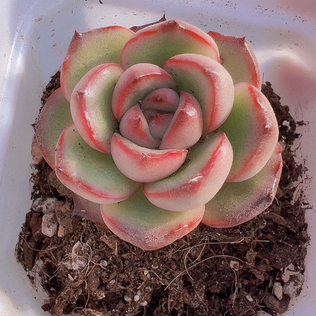 万宝龙19包邮多肉植物