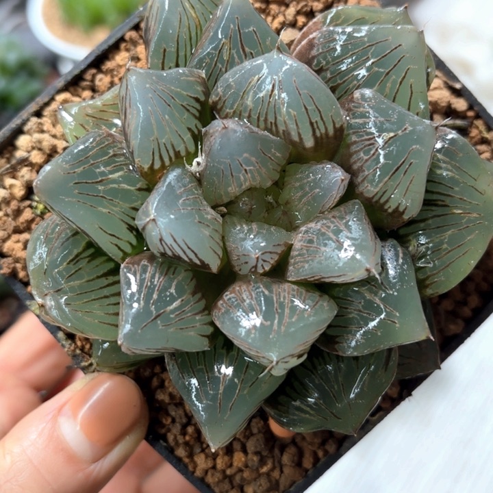 赤焰玉潭多肉植物