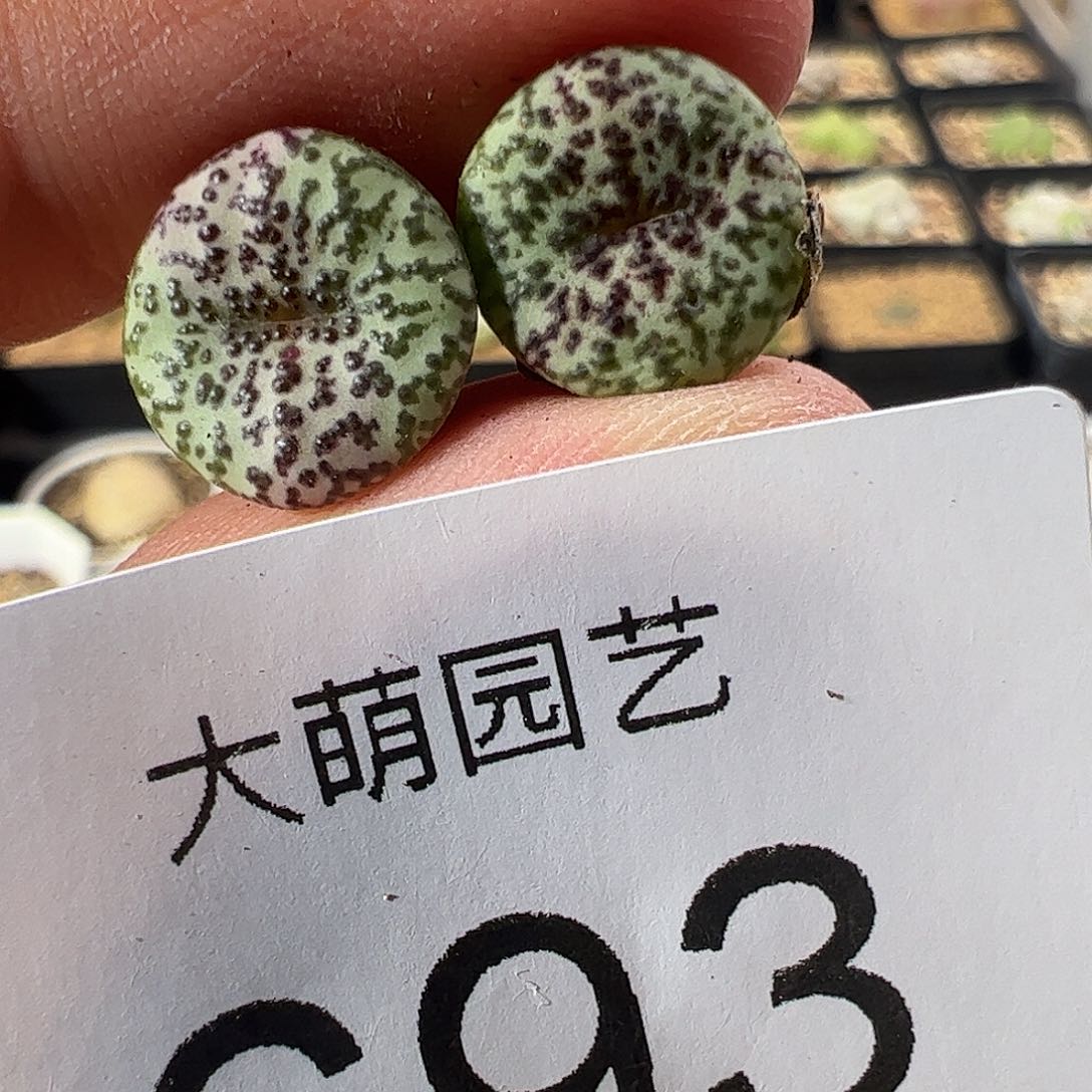 一物一拍脱土发。    693