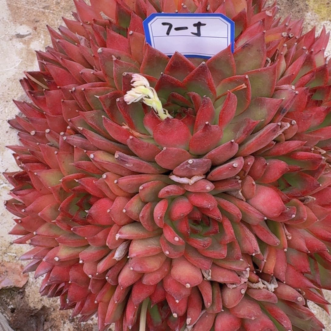 7-5野马东云凡艺多肉