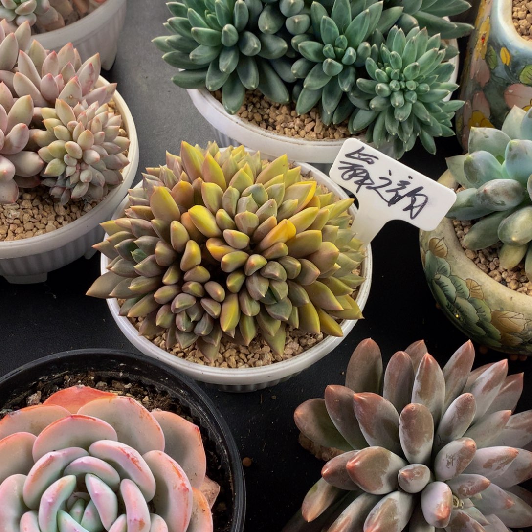 红象牙好看好看好看