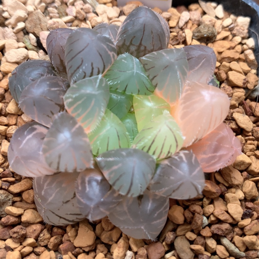 【闪购商品】522紫镜