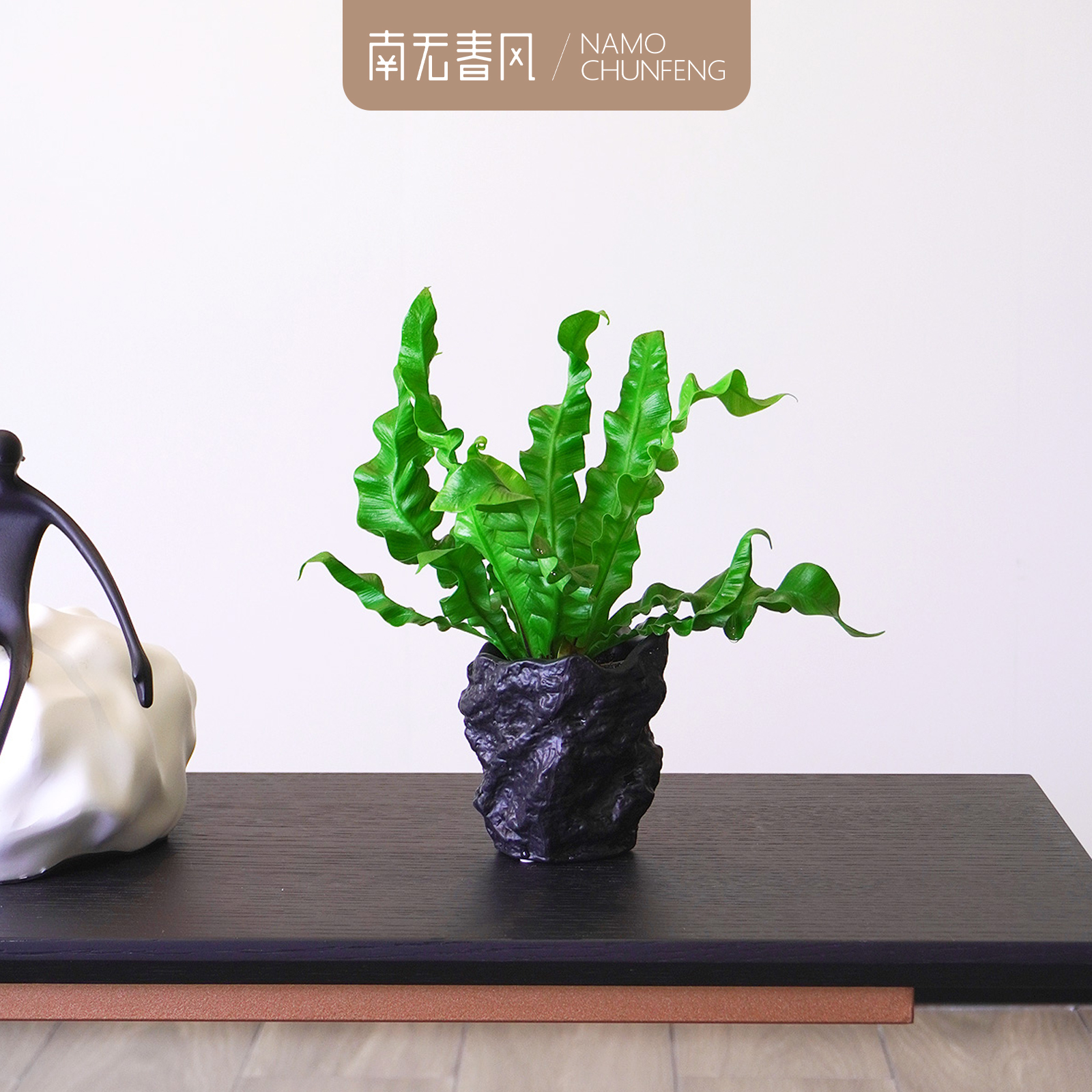 【火焰鸟巢蕨】网红办公室内绿植花卉小盆栽摆件易养活防辐射净化1