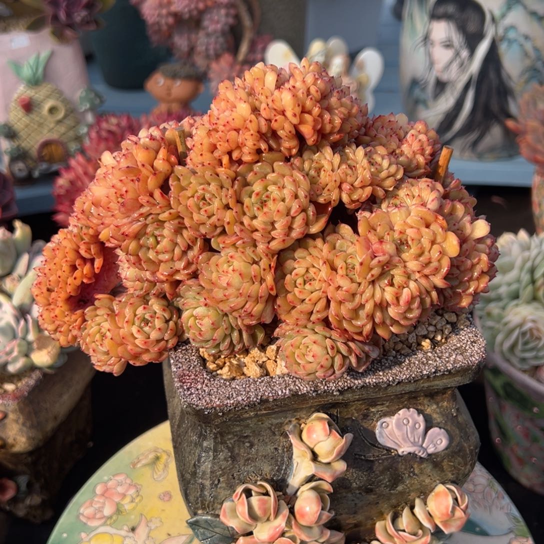 白胖子缀 20公分 不带盆