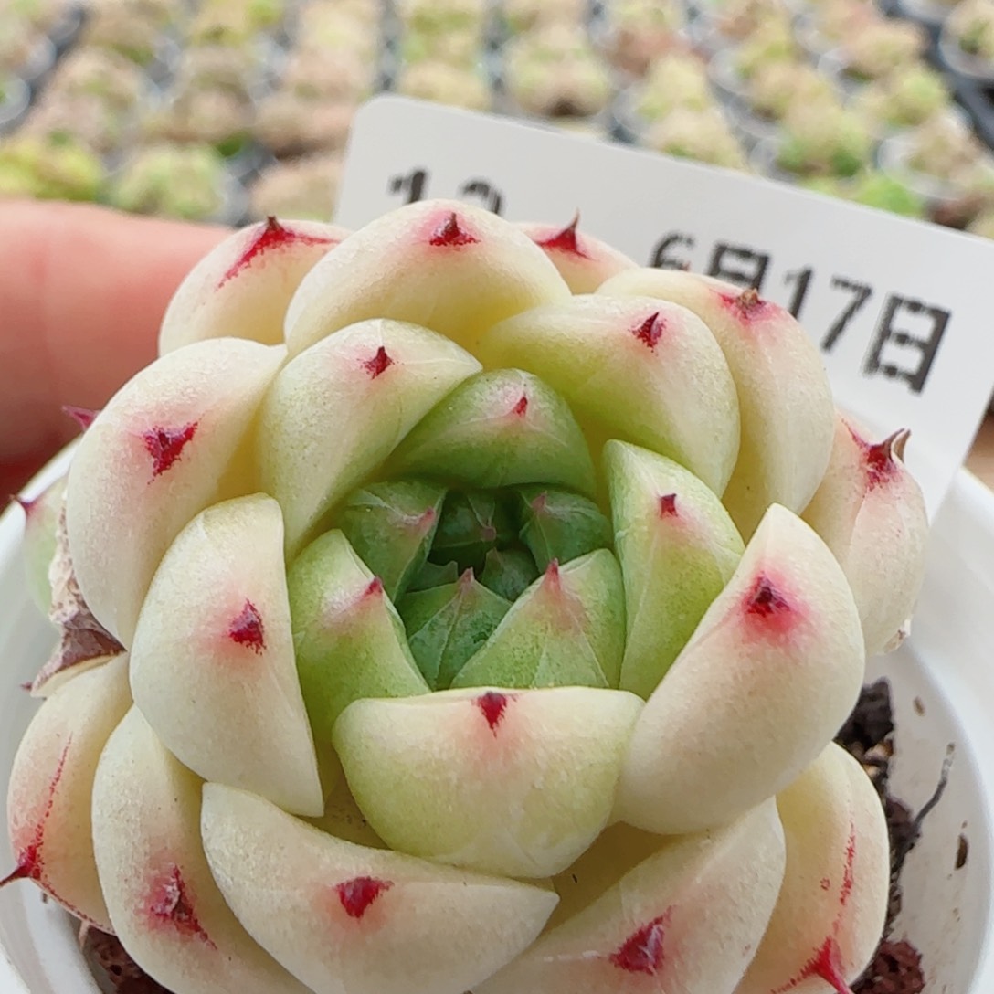 花语逸镜0617-12包子