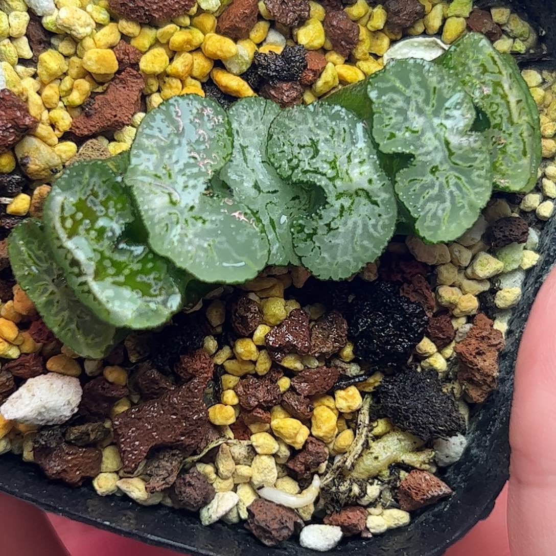 极翠守兵十二卷多肉植物