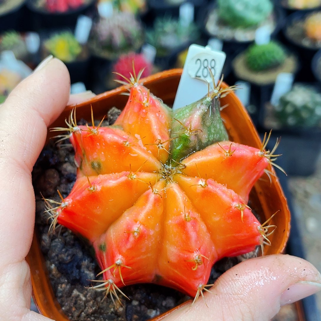 非偏远地区满25包邮仙人球