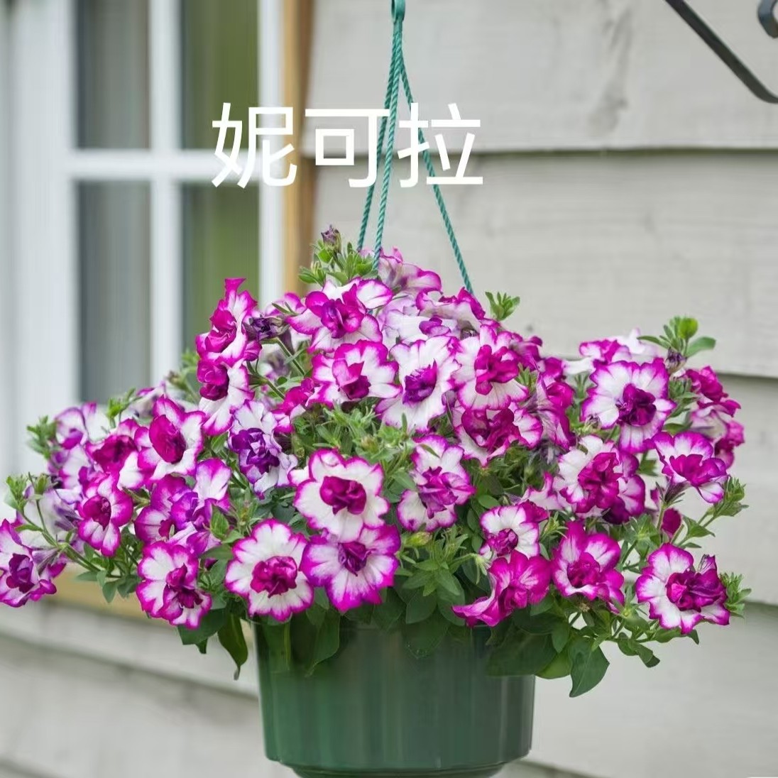 矮牵牛花苗盆栽星空大苗阳台庭院垂吊植物花卉绿植四季开花