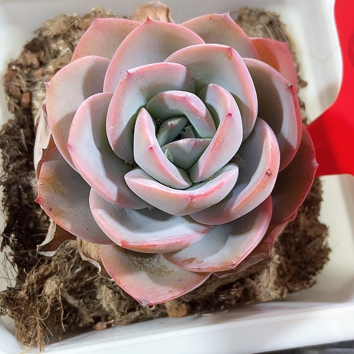 多肉植物布鲁兰645