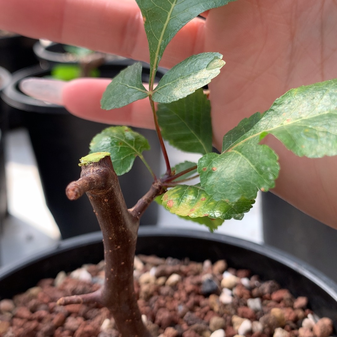 阿皮纳特裂榄带盆发货