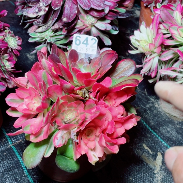 多肉植物组合642