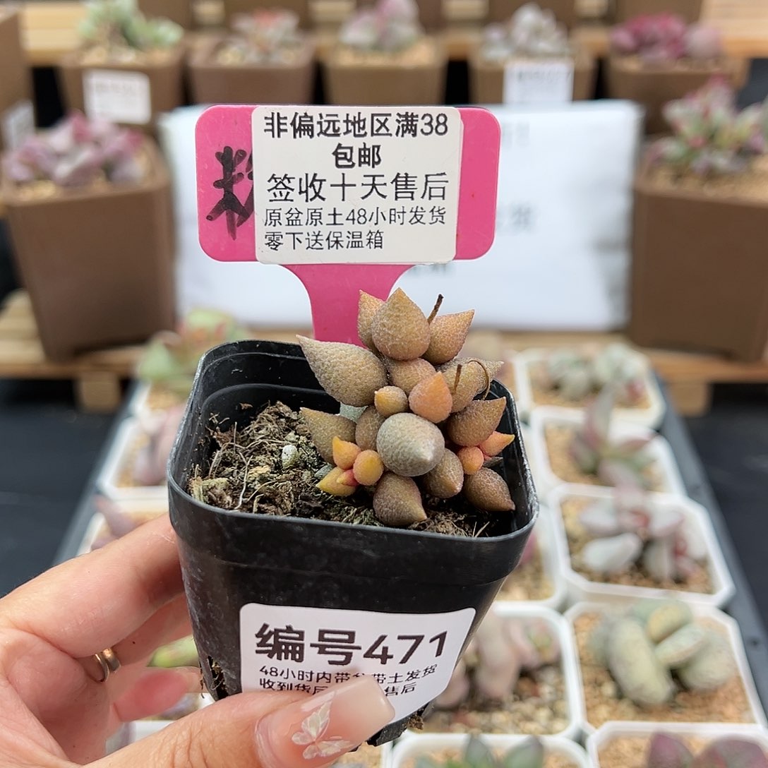 471小辣椒多肉植物