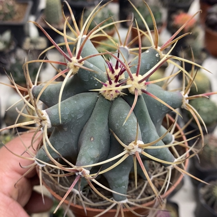 实生江守玉特价福利