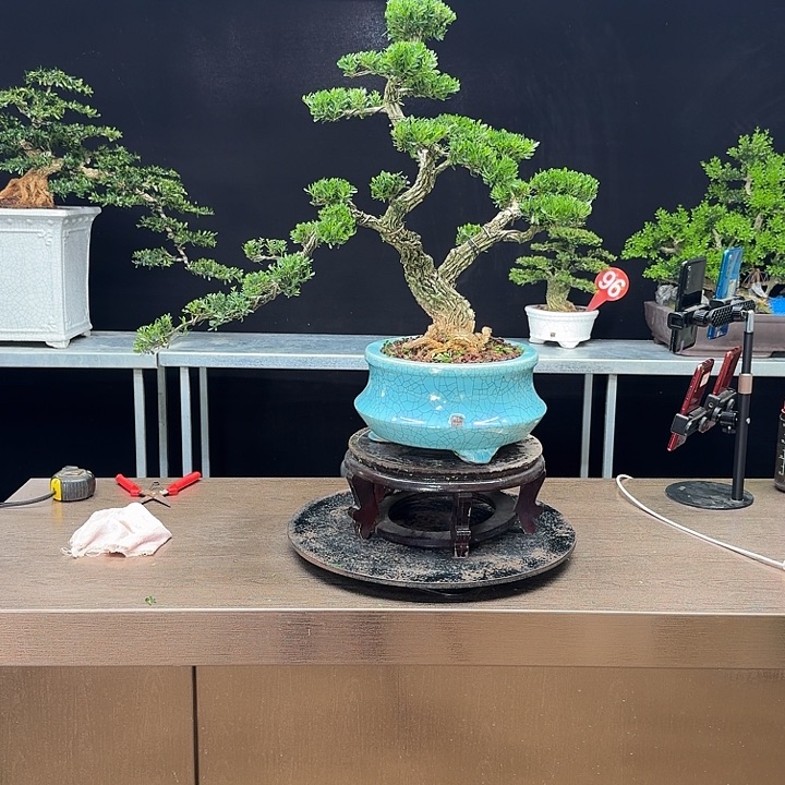 无花朵黄杨黄杨黄杨黄杨