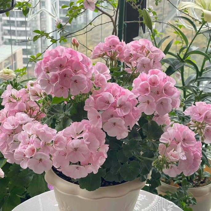 重瓣大花苹果花天竺葵花苗盆栽带花苞四季开花不断适合庭院阳台