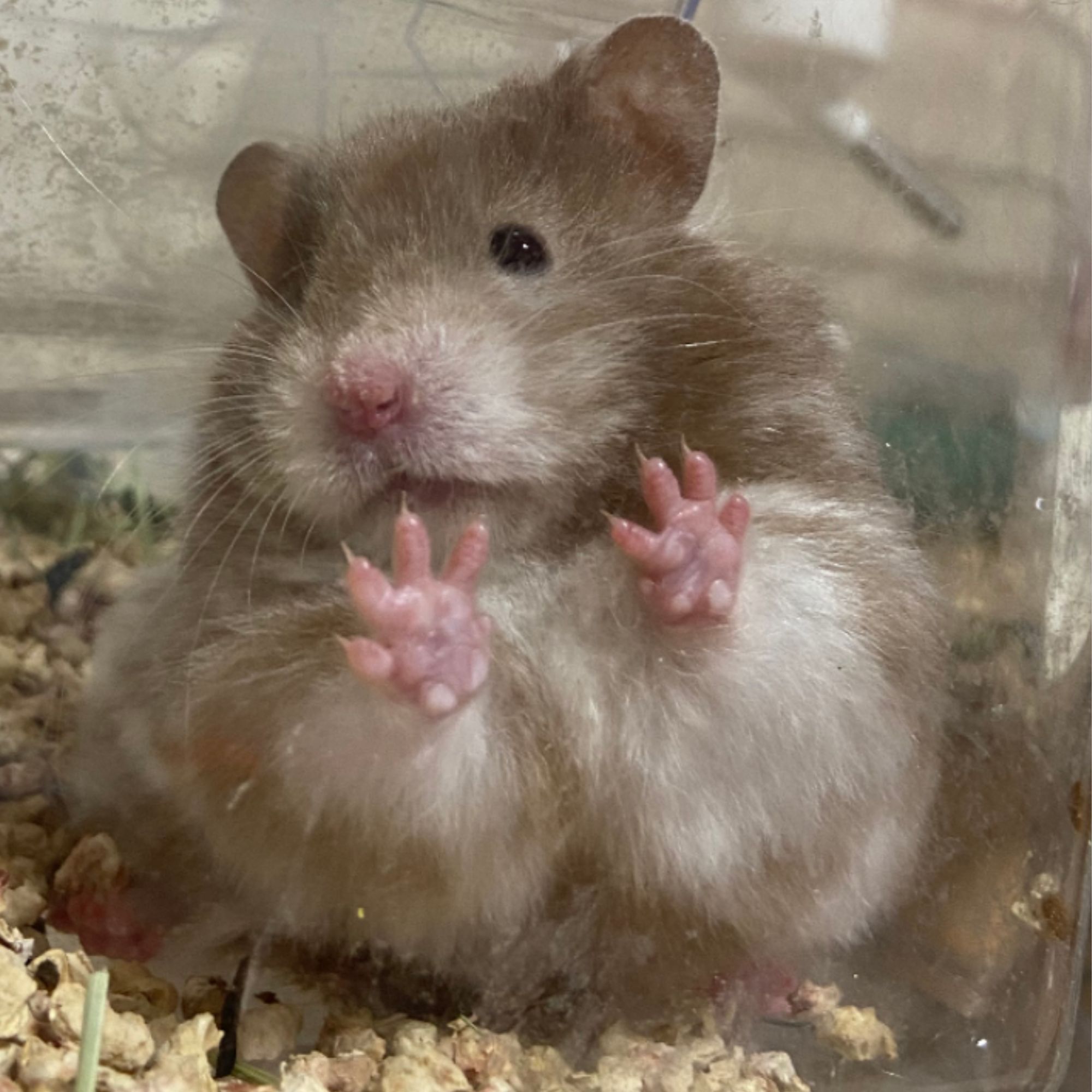 家养卷毛波利金丝波利金丝熊活体