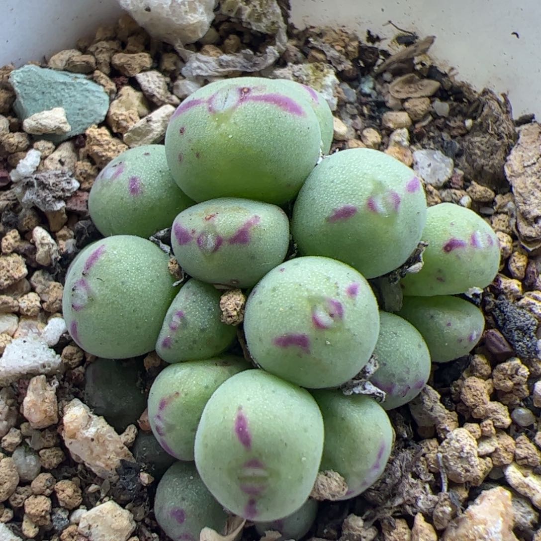 大家过年好22397