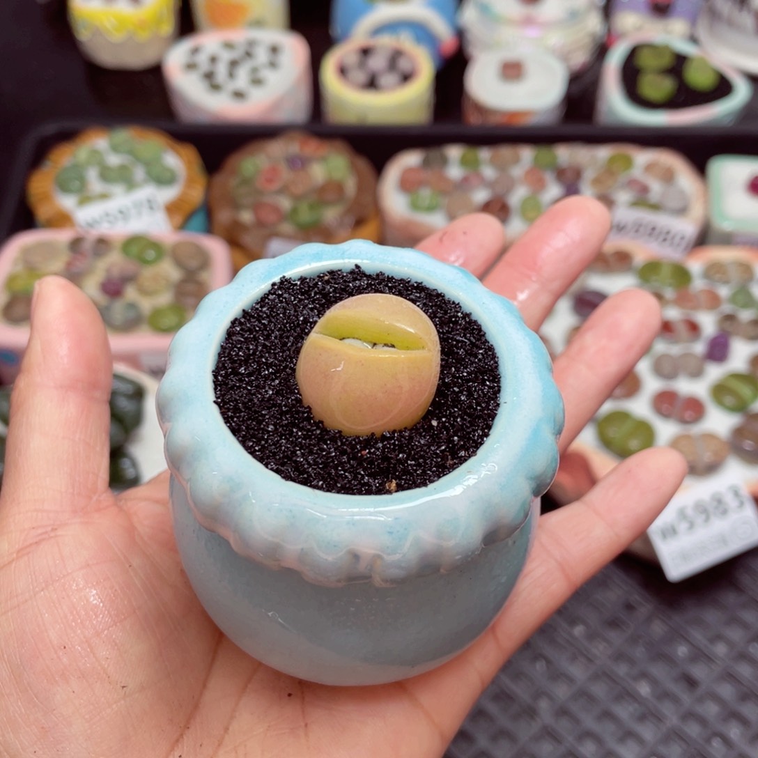 w5986 -零下地区拍保温箱-15支持寄养